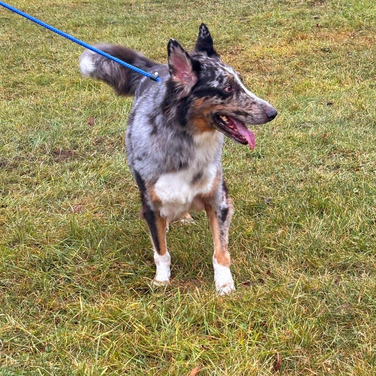 BALOO (in NY and ready for a meet and greet 2