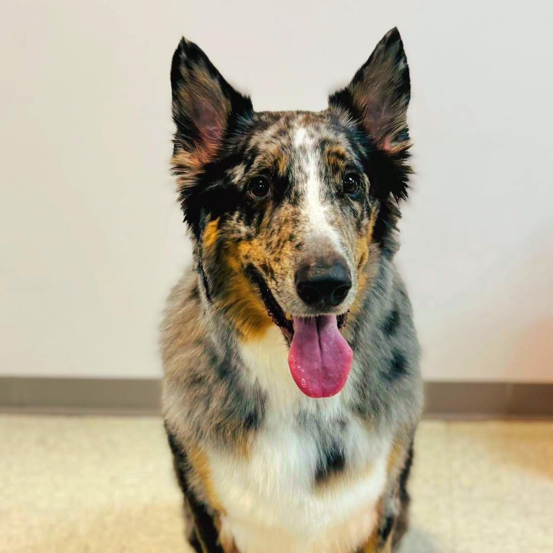 BALOO (in NY and ready for a meet and greet 3