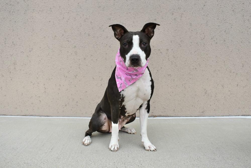 Ivy, Adoptable, Adult Female Pit Bull Terrier & Australian Cattle Dog / Blue Heeler.