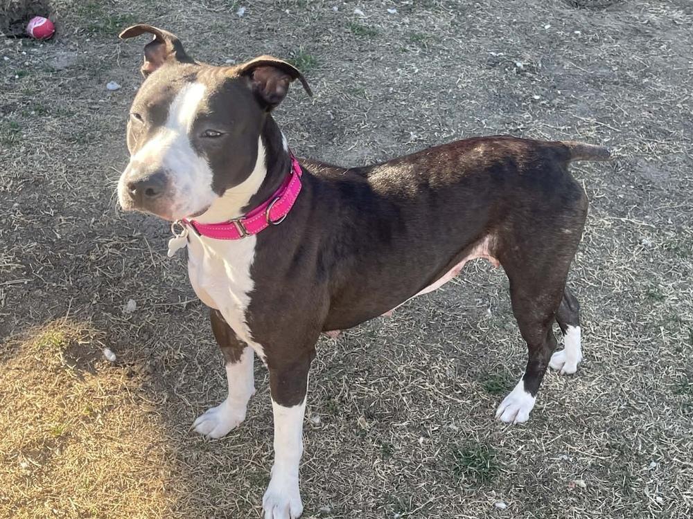 Enlarge Ivy, a Adoptable mixed breed in Frisco, TX image 2/4