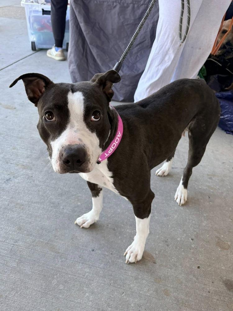 Enlarge Ivy, a Adoptable mixed breed in Frisco, TX image 4/4