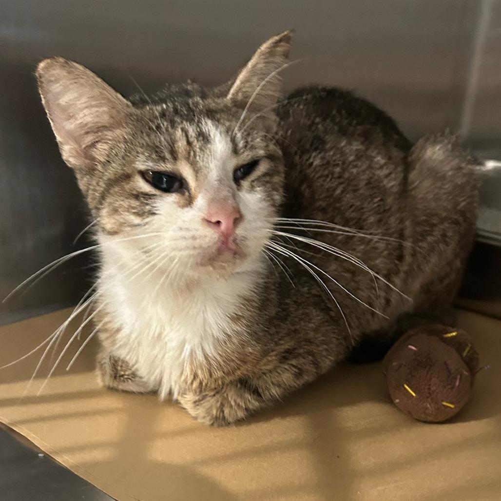 Enlarge ACON-Stray-14515, a Adoptable Domestic Short Hair in Carlyle, IL image 1/1