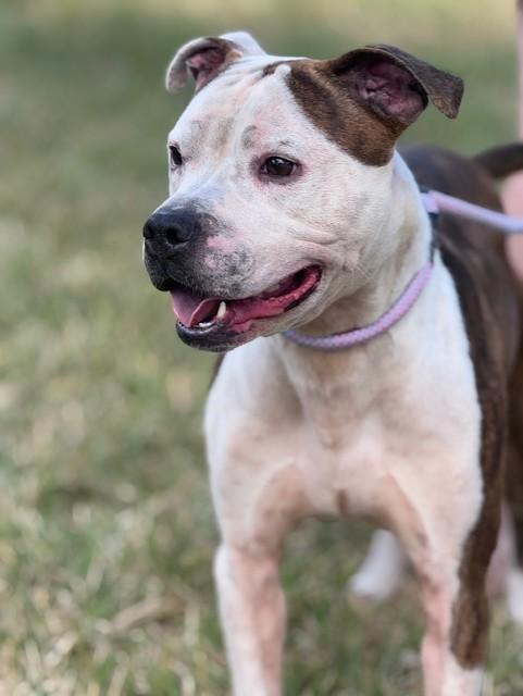 Henry — thumbnail 4