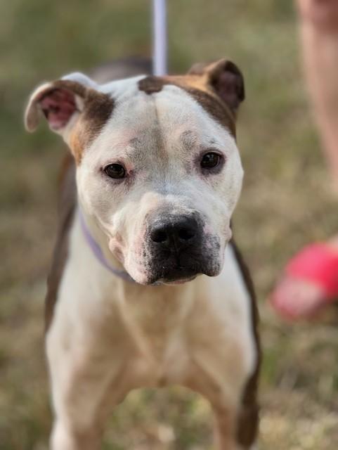 Henry — thumbnail 6