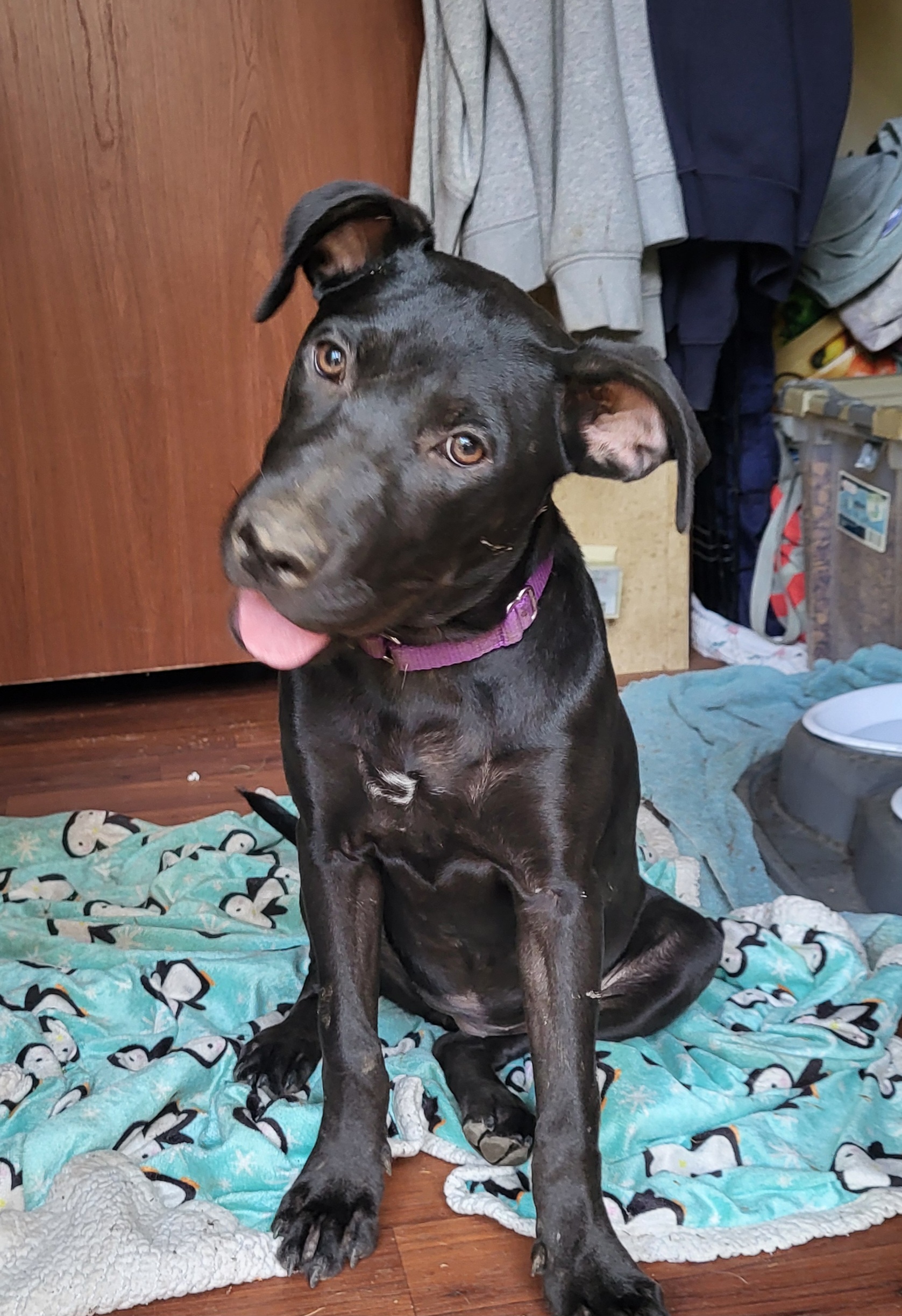 Tori - (Donna - Fostered in New England)
