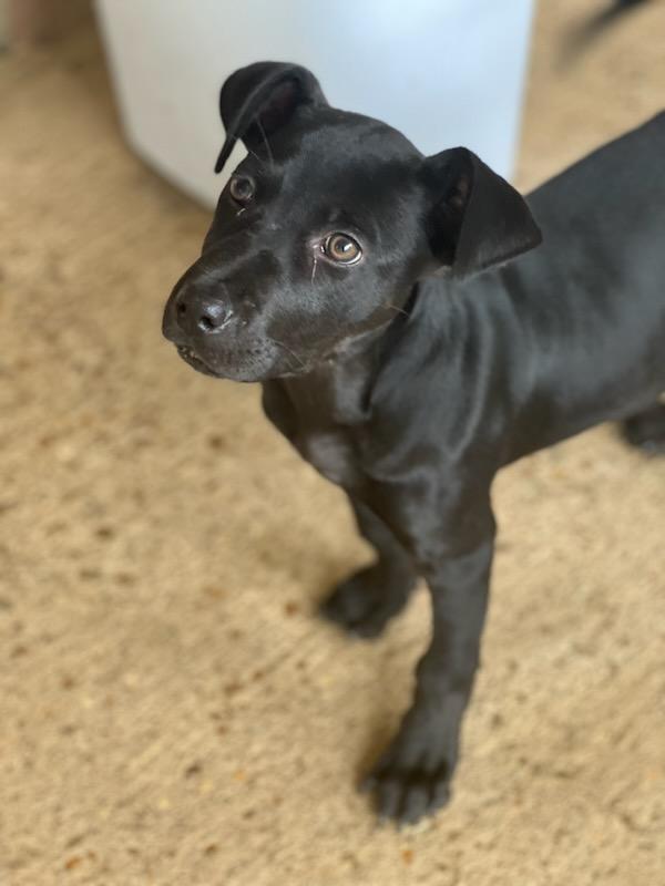 Tori - (Donna - Fostered in New England) 5