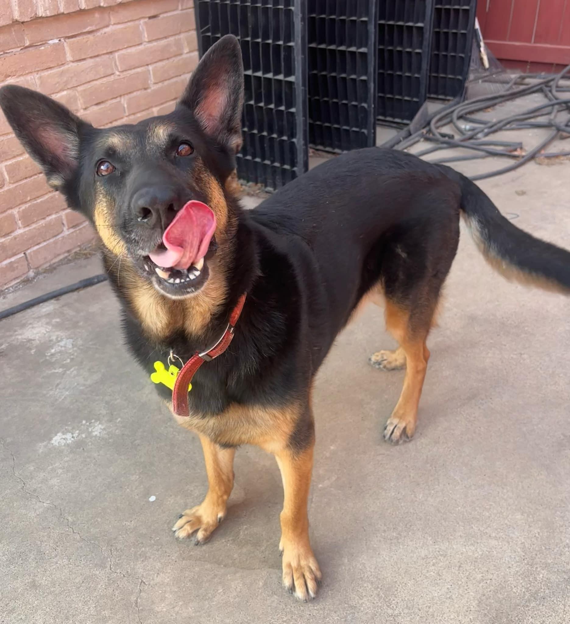 Cindy, Adoptable, Adult Female German Shepherd Dog.