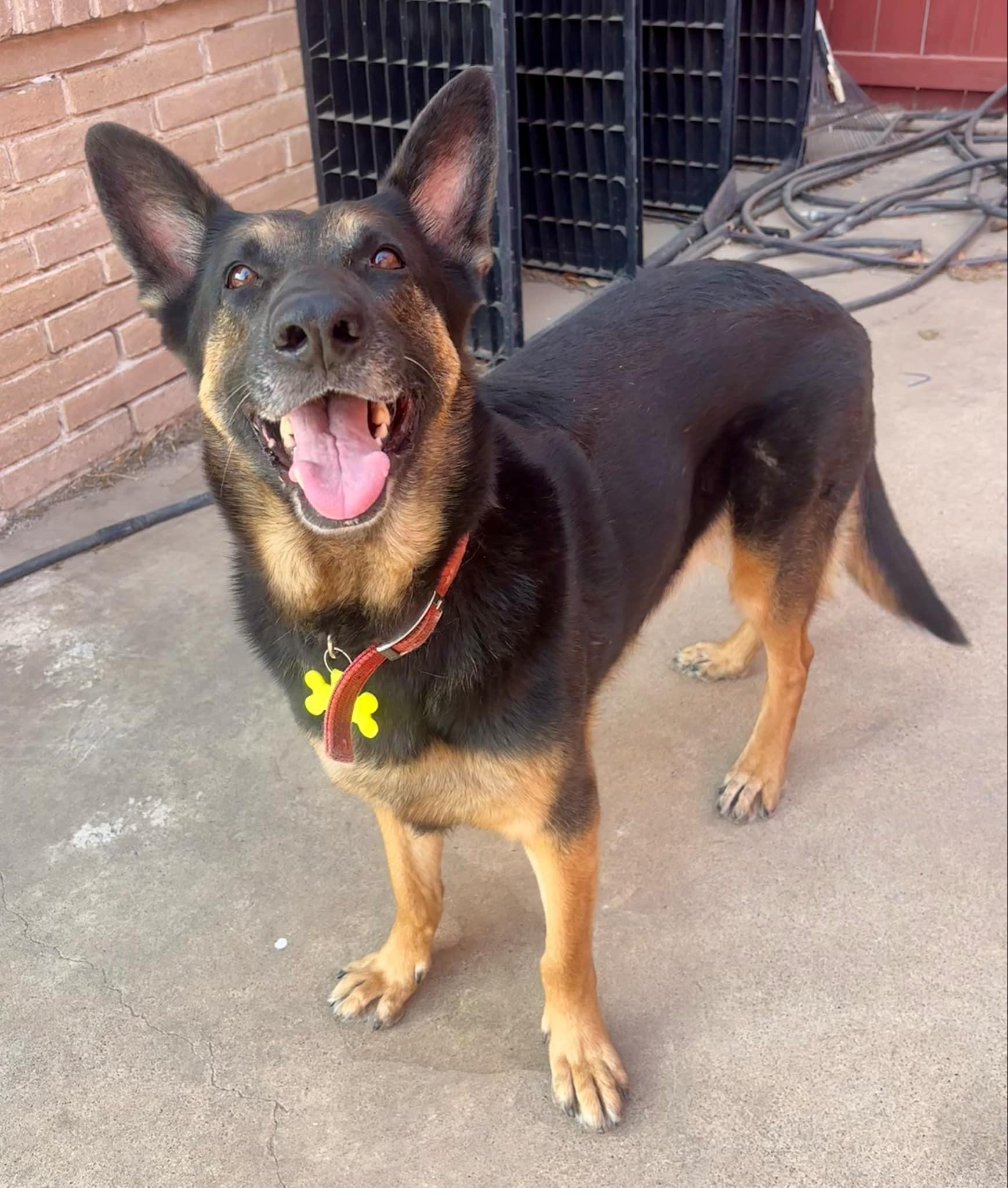 Cindy, a Adoptable German Shepherd Dog in Manchester, NH image 2/5