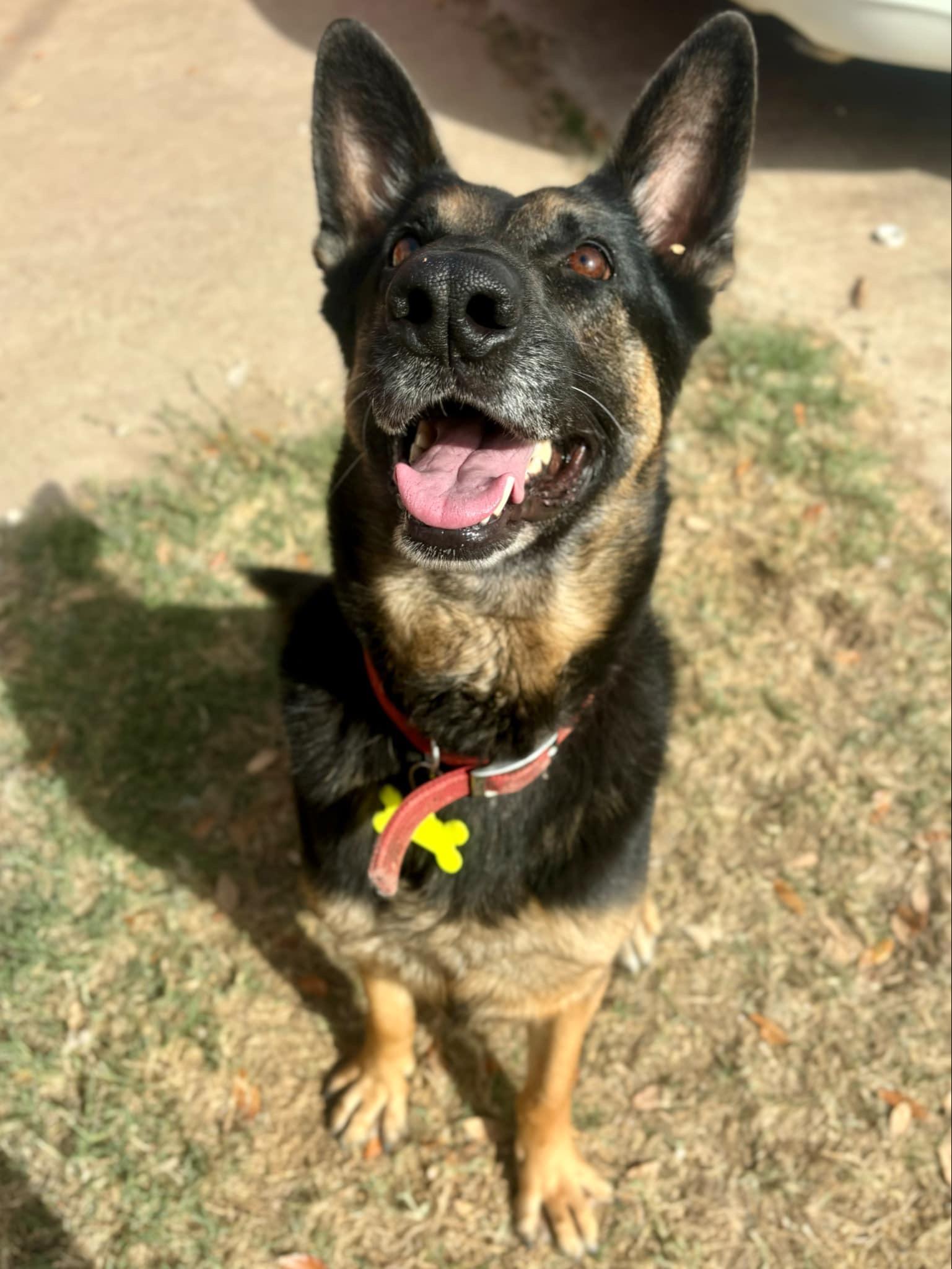 Cindy, a Adoptable German Shepherd Dog in Manchester, NH image 4/5