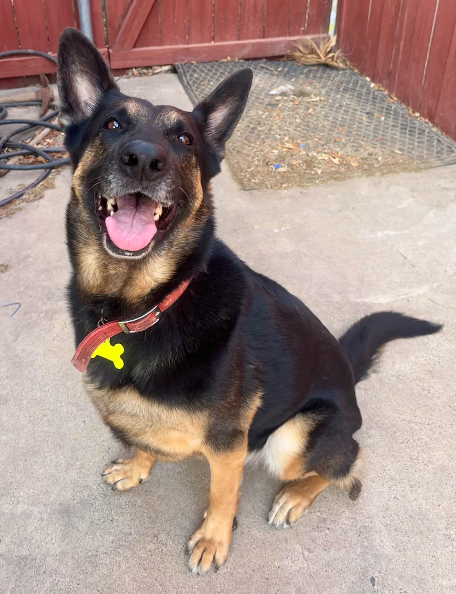 Cindy, a Adoptable German Shepherd Dog in Manchester, NH image 5/5