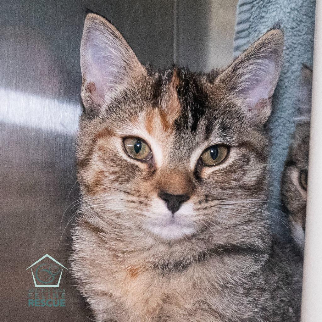 Petie (and Crowley), Adoptable, Kitten Female Domestic Medium Hair.