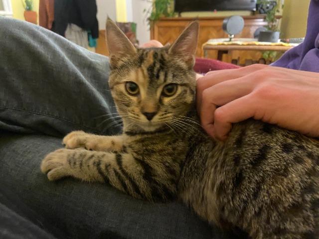 Enlarge Petie (and Crowley), a Adoptable mixed breed in Shoreline, WA image 2/5