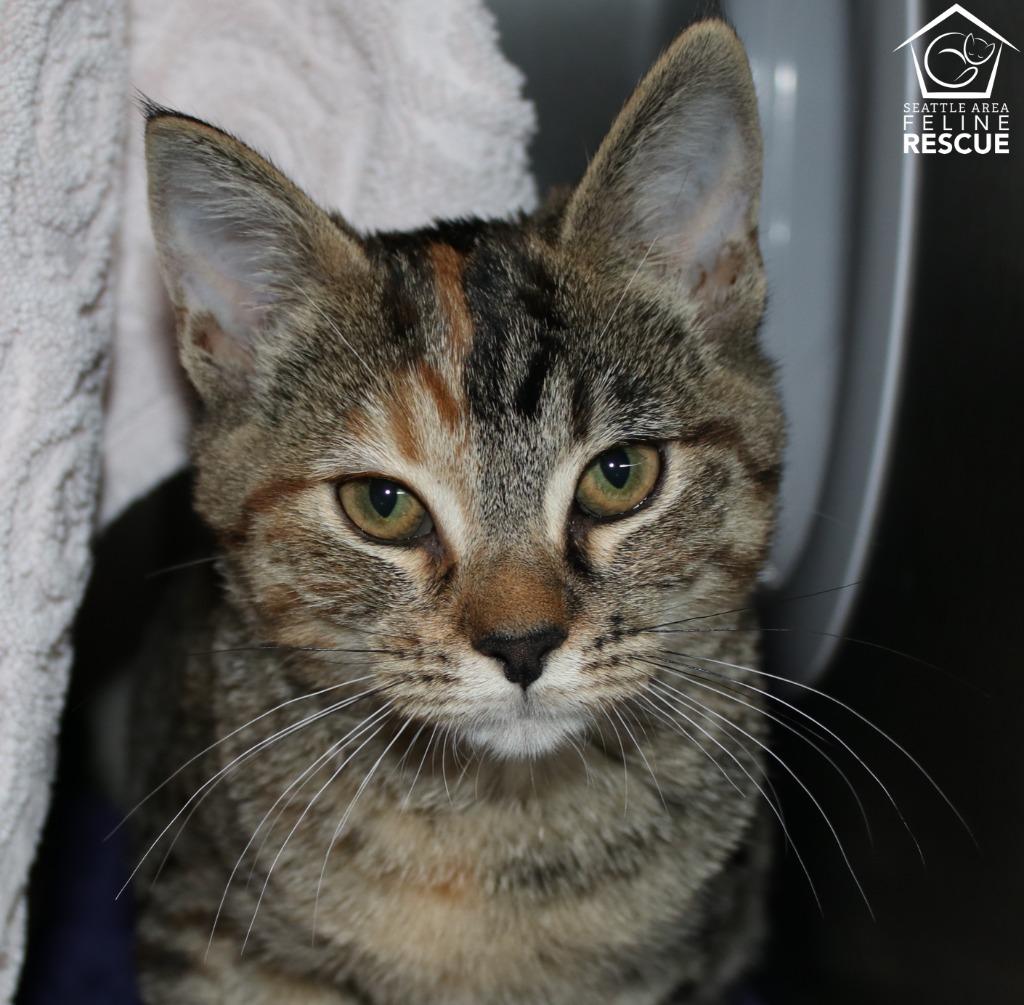 Enlarge Petie (and Crowley), a Adoptable mixed breed in Shoreline, WA image 3/5