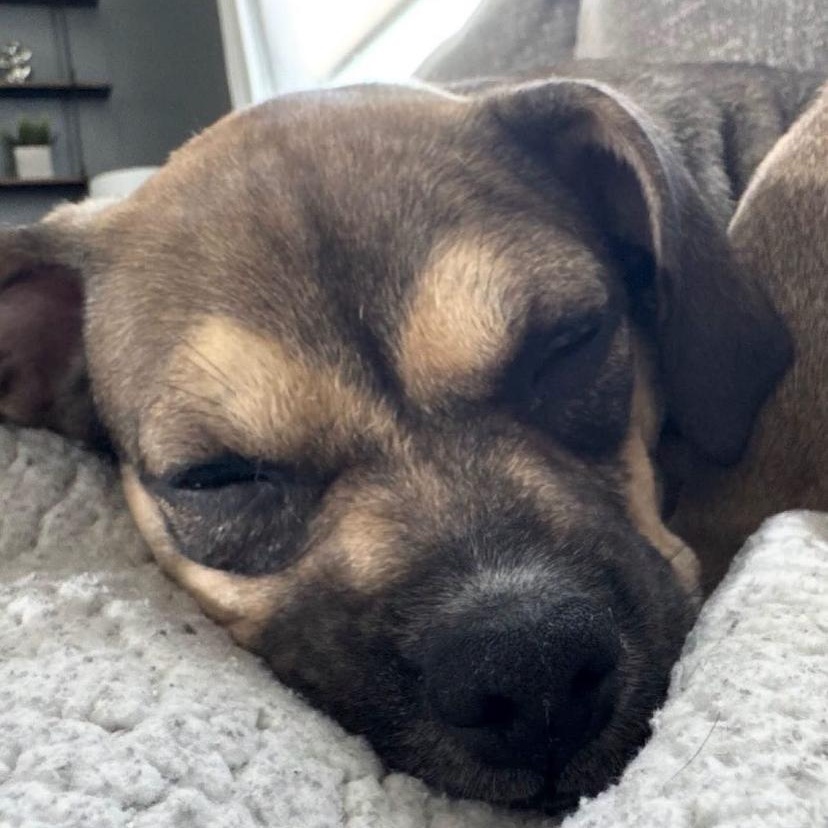 Cookie Dough, an adopted mixed breed in Philadelphia, PA image 2/4