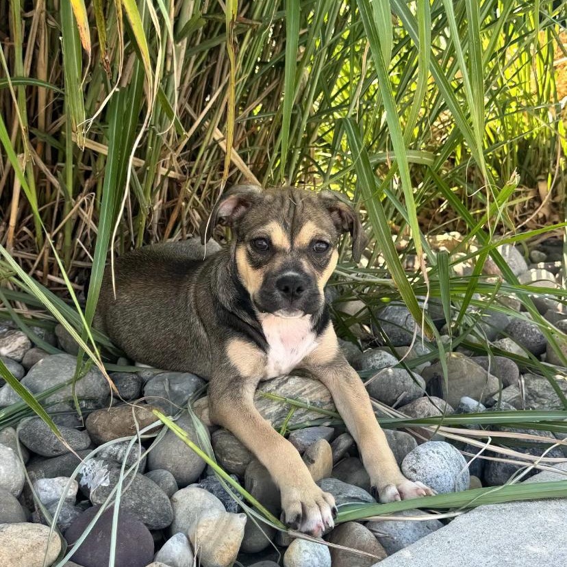 Cookie Dough, adopted, Puppy Female Pug & American Bully.