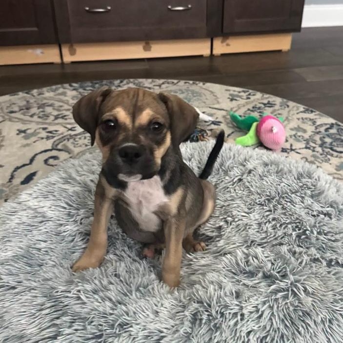Cookie Dough, an adopted mixed breed in Philadelphia, PA image 3/4