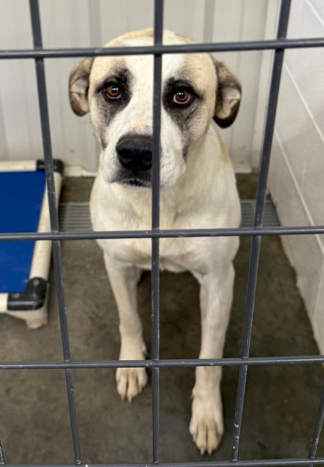 Bernie, Adoptable, Adult Male Shepherd.