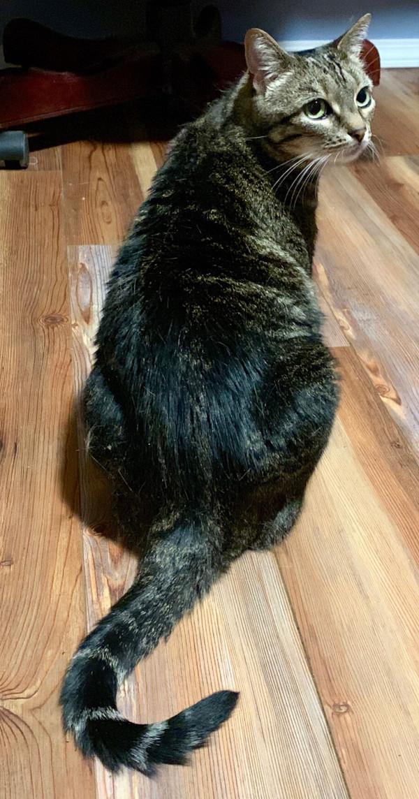 Enlarge Mimi, a Adoptable mixed breed in Stratham, NH image 1/6