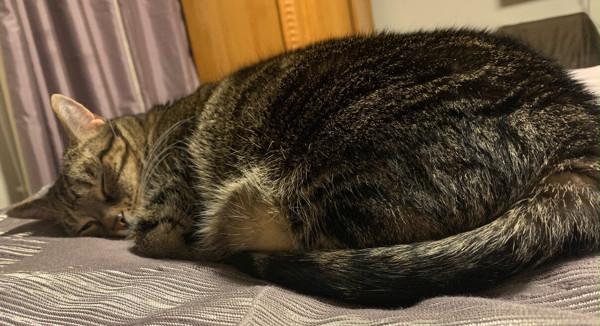 Enlarge Mimi, a Adoptable mixed breed in Stratham, NH image 2/6