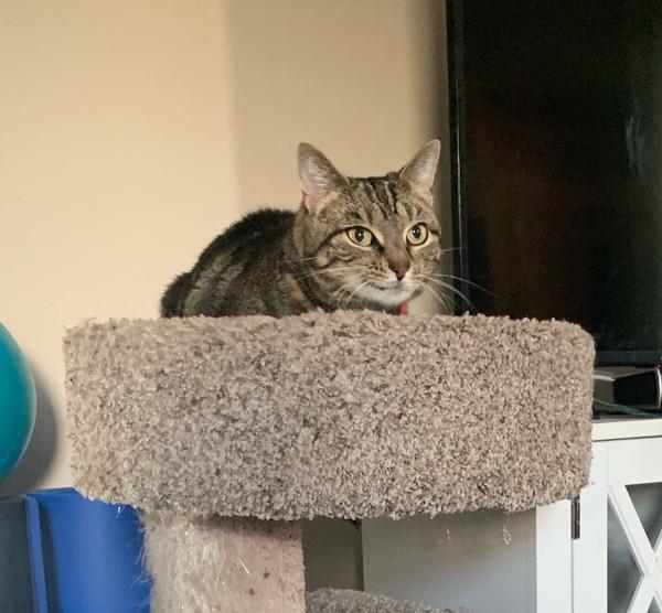 Enlarge Mimi, a Adoptable mixed breed in Stratham, NH image 3/6