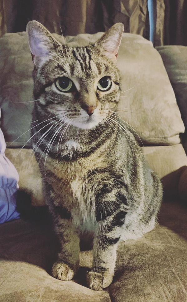 Enlarge Mimi, a Adoptable mixed breed in Stratham, NH image 4/6