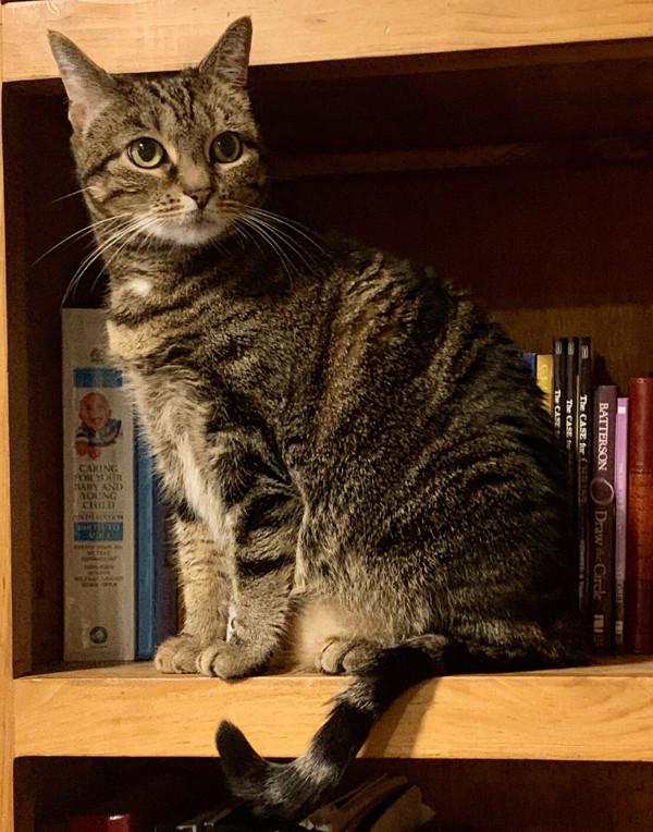 Enlarge Mimi, a Adoptable mixed breed in Stratham, NH image 5/6