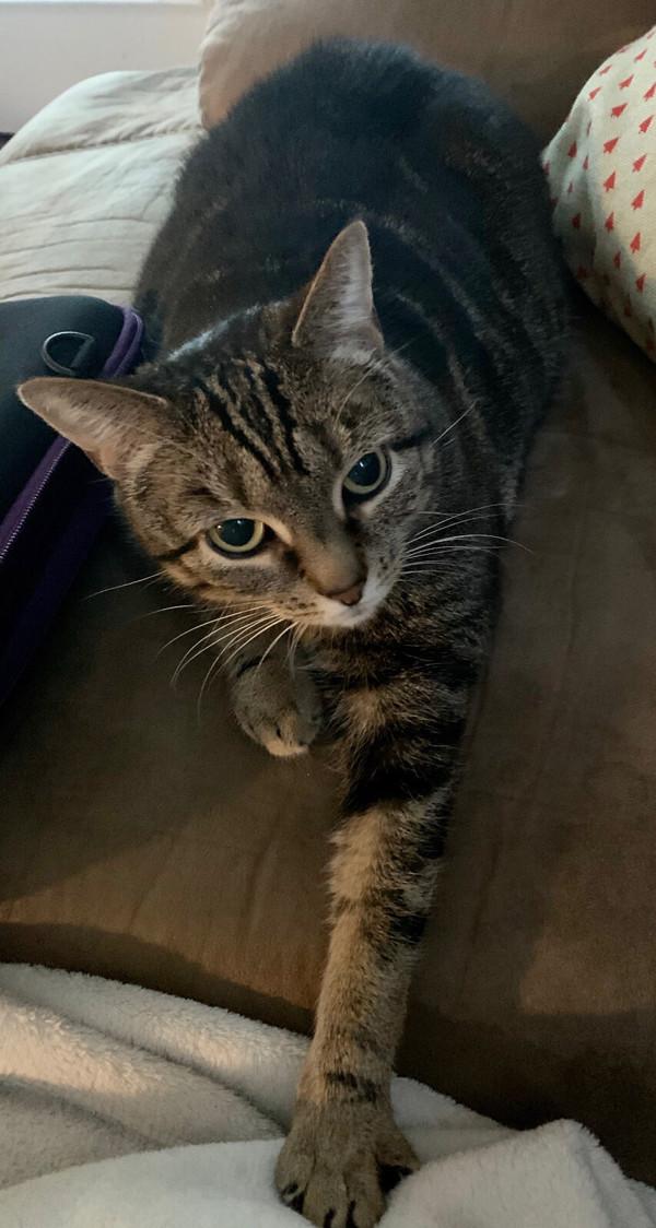 Enlarge Mimi, a Adoptable mixed breed in Stratham, NH image 6/6