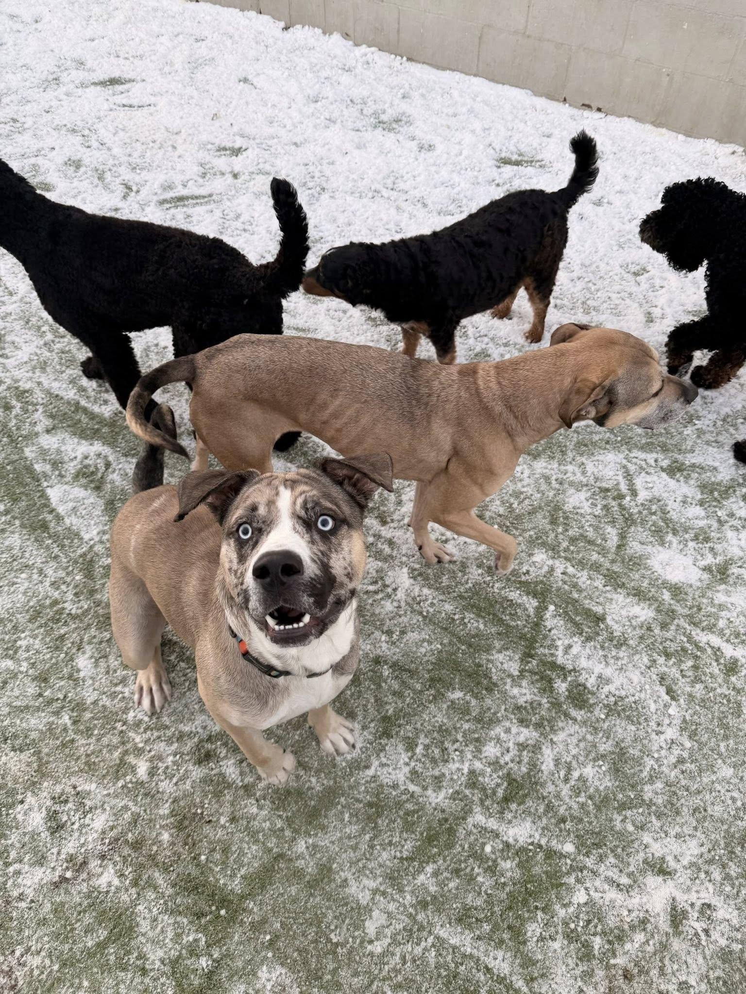 Enlarge Blue, an adoptable mixed breed in Indianapolis, IN image 3/4