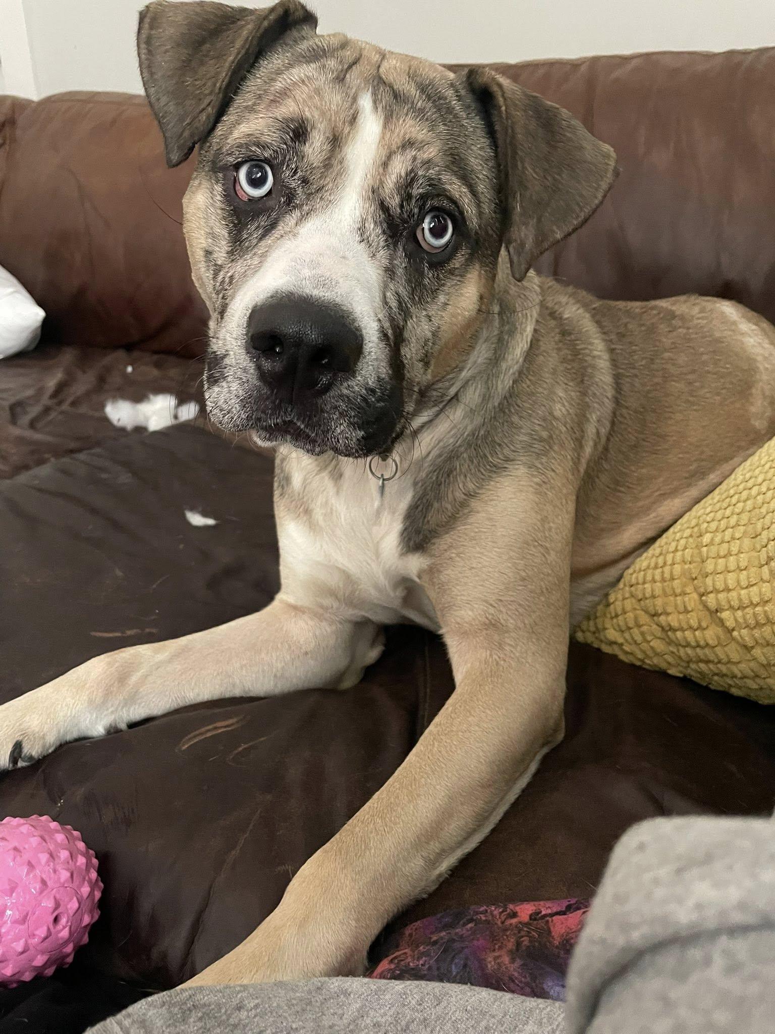 Enlarge Blue, an adoptable mixed breed in Indianapolis, IN image 1/4