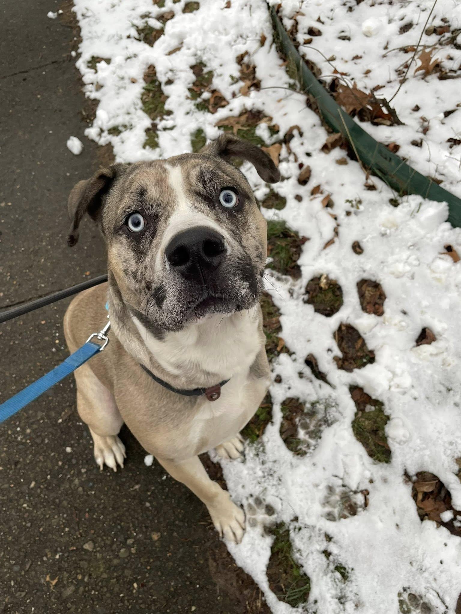 Enlarge Blue, an adoptable mixed breed in Indianapolis, IN image 2/4