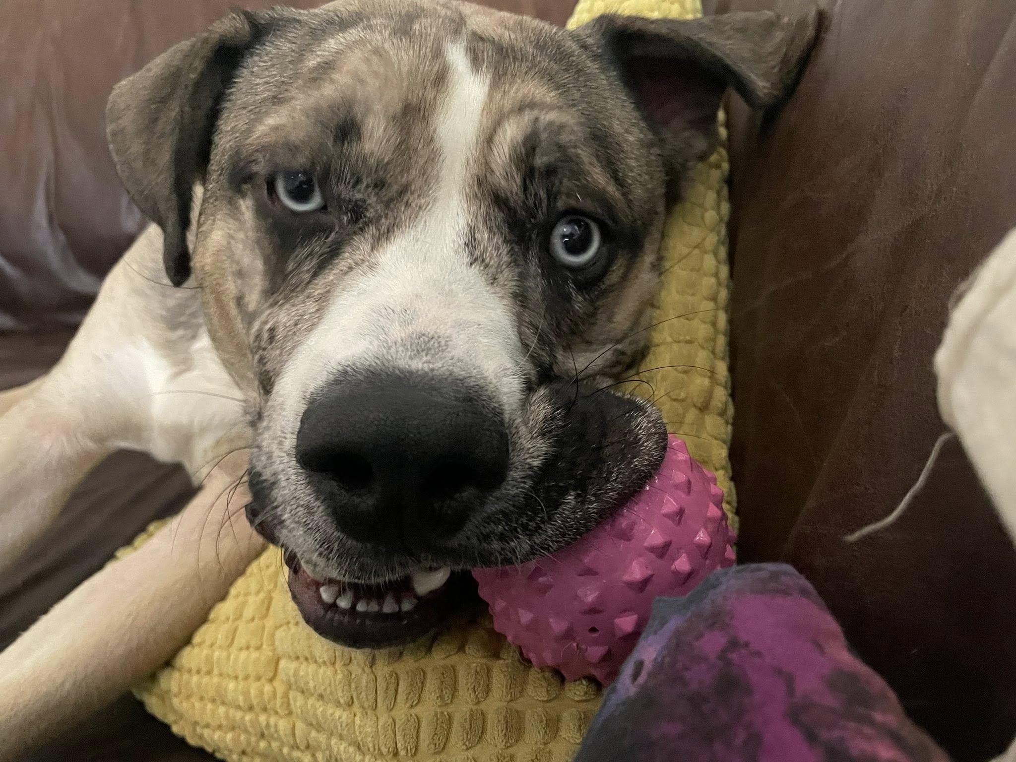 Enlarge Blue, an adoptable mixed breed in Indianapolis, IN image 4/4