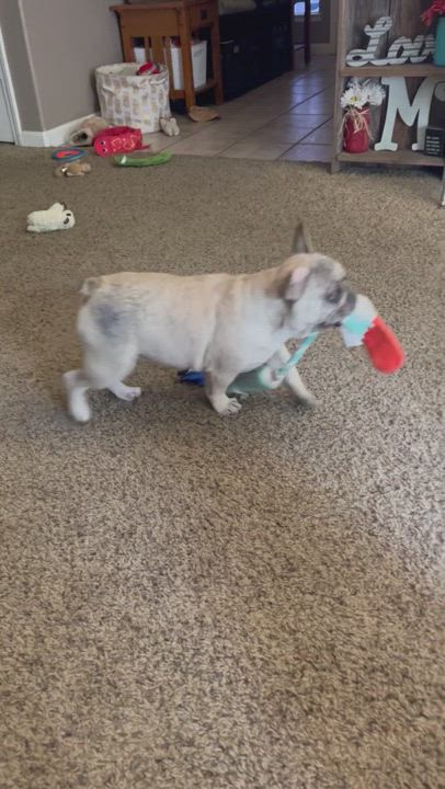 Enlarge Millie, a Adopted French Bulldog in Madera, CA video 1/4