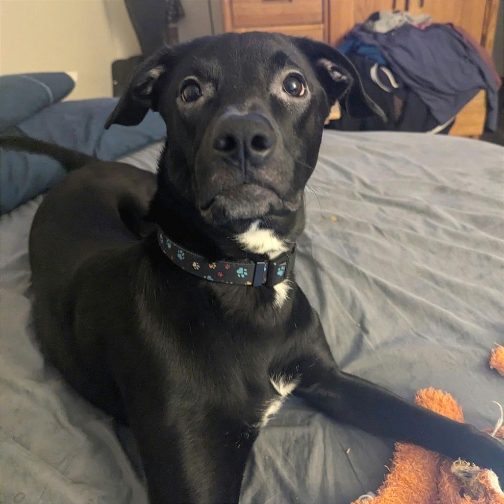 Ivy, Adoptable, Adult Female Chocolate Labrador Retriever.