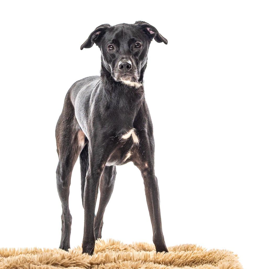 Enlarge Ivy, a Adoptable Chocolate Labrador Retriever in Reno, NV image 2/5