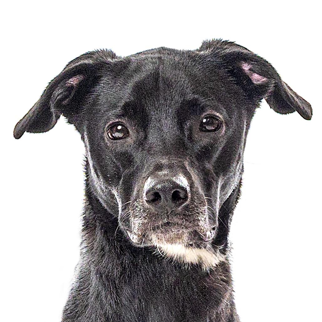 Enlarge Ivy, a Adoptable Chocolate Labrador Retriever in Reno, NV image 3/5