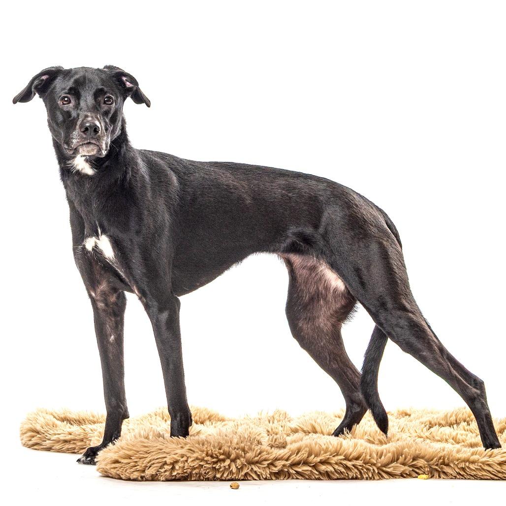 Enlarge Ivy, a Adoptable Chocolate Labrador Retriever in Reno, NV image 4/5