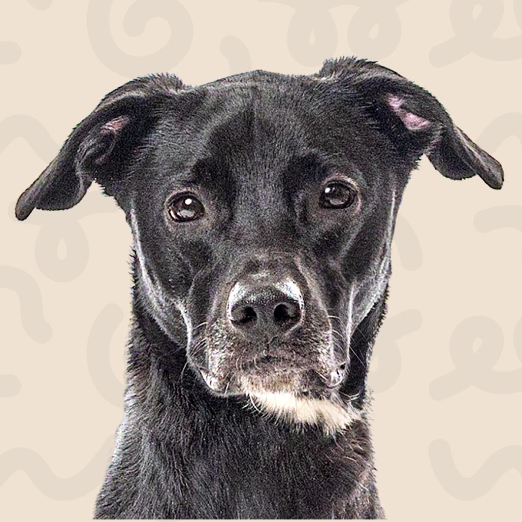 Enlarge Ivy, a Adoptable Chocolate Labrador Retriever in Reno, NV image 5/5