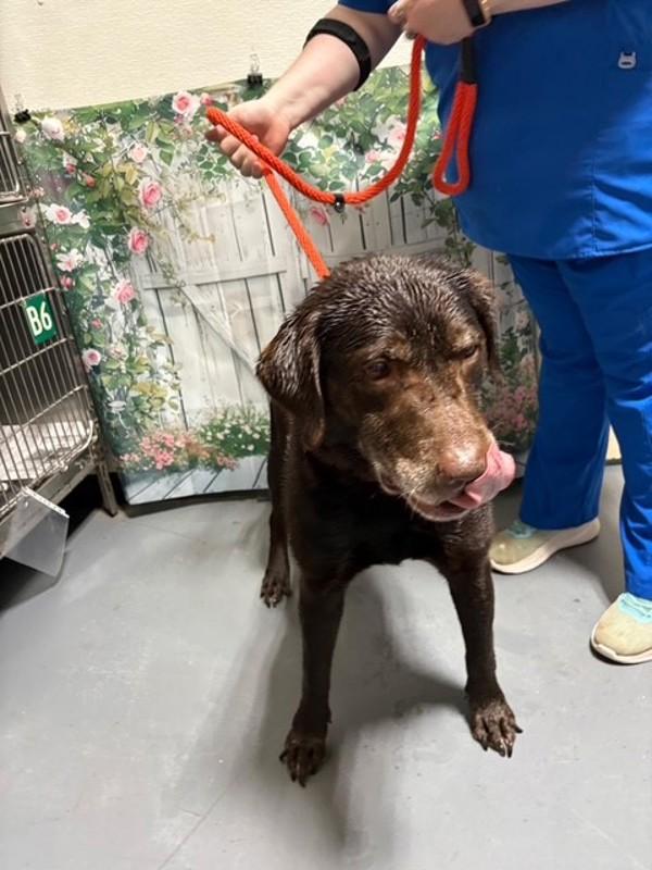 25-12-3718b Diesel, Adoptable, Senior Male Labrador Retriever.