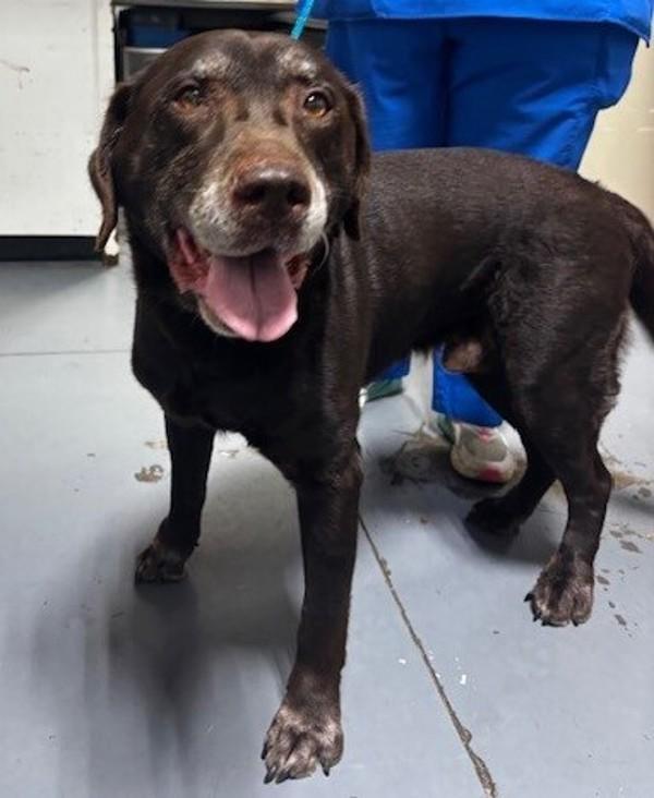 Enlarge 25-12-3718b Diesel, a Adoptable Labrador Retriever in Dallas, GA image 2/3