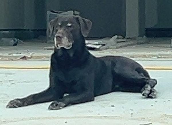 Enlarge 25-12-3718b Diesel, a Adoptable Labrador Retriever in Dallas, GA image 3/3