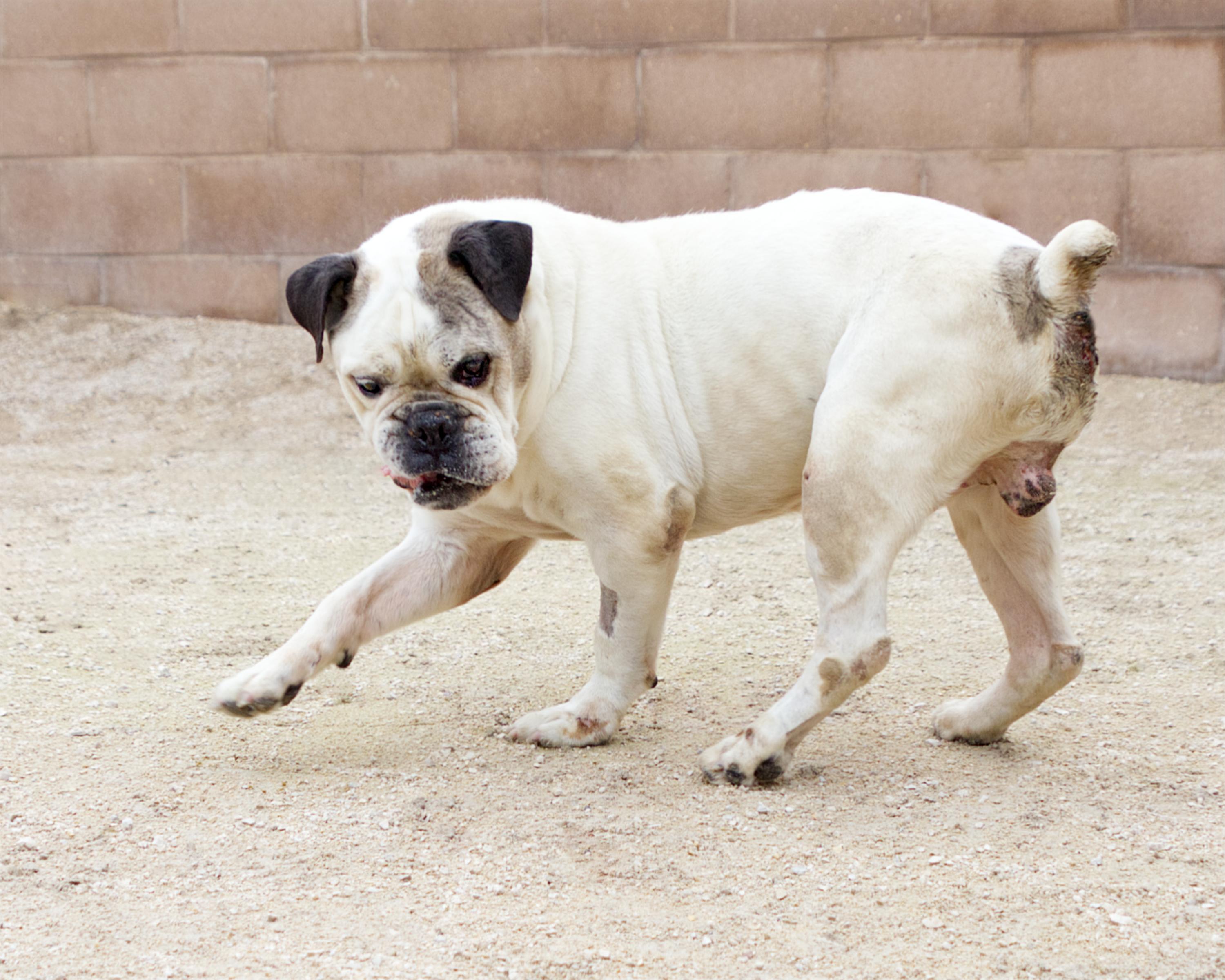 Enlarge Georgie Porgie, a Adoptable mixed breed in Winnipeg, MB image 3/6