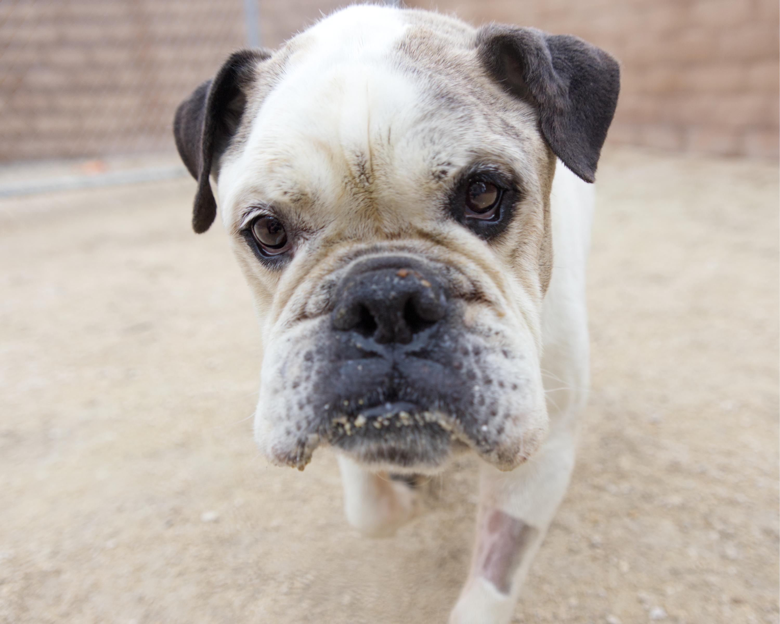 Enlarge Georgie Porgie, a Adoptable mixed breed in Winnipeg, MB image 4/6