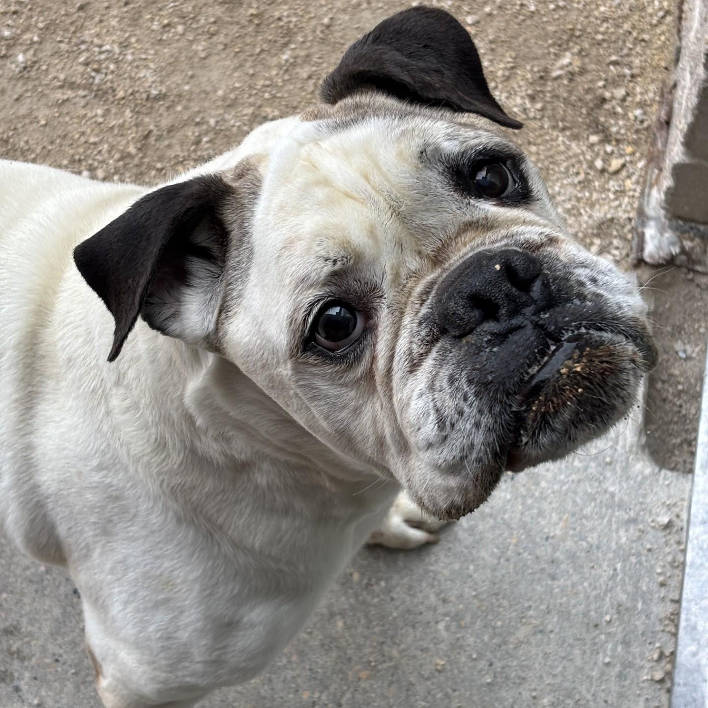 Enlarge Georgie Porgie, a Adoptable mixed breed in Winnipeg, MB image 5/6
