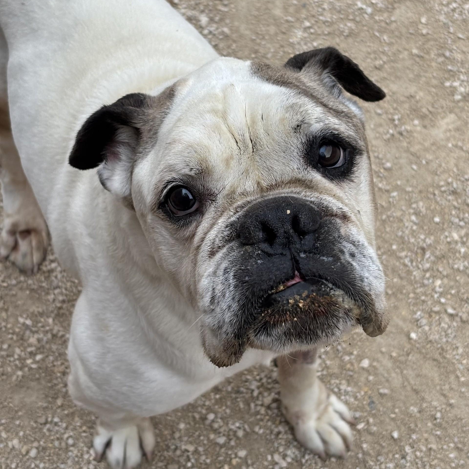 Enlarge Georgie Porgie, a Adoptable mixed breed in Winnipeg, MB image 6/6