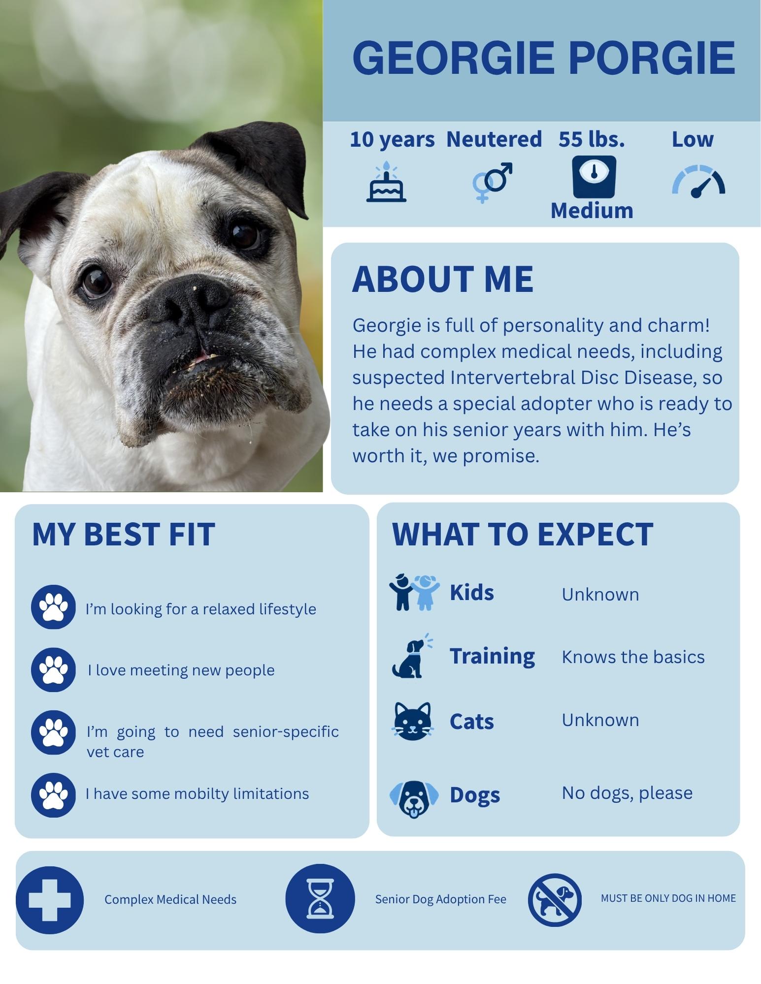 Georgie Porgie, Adoptable, Senior Male English Bulldog.