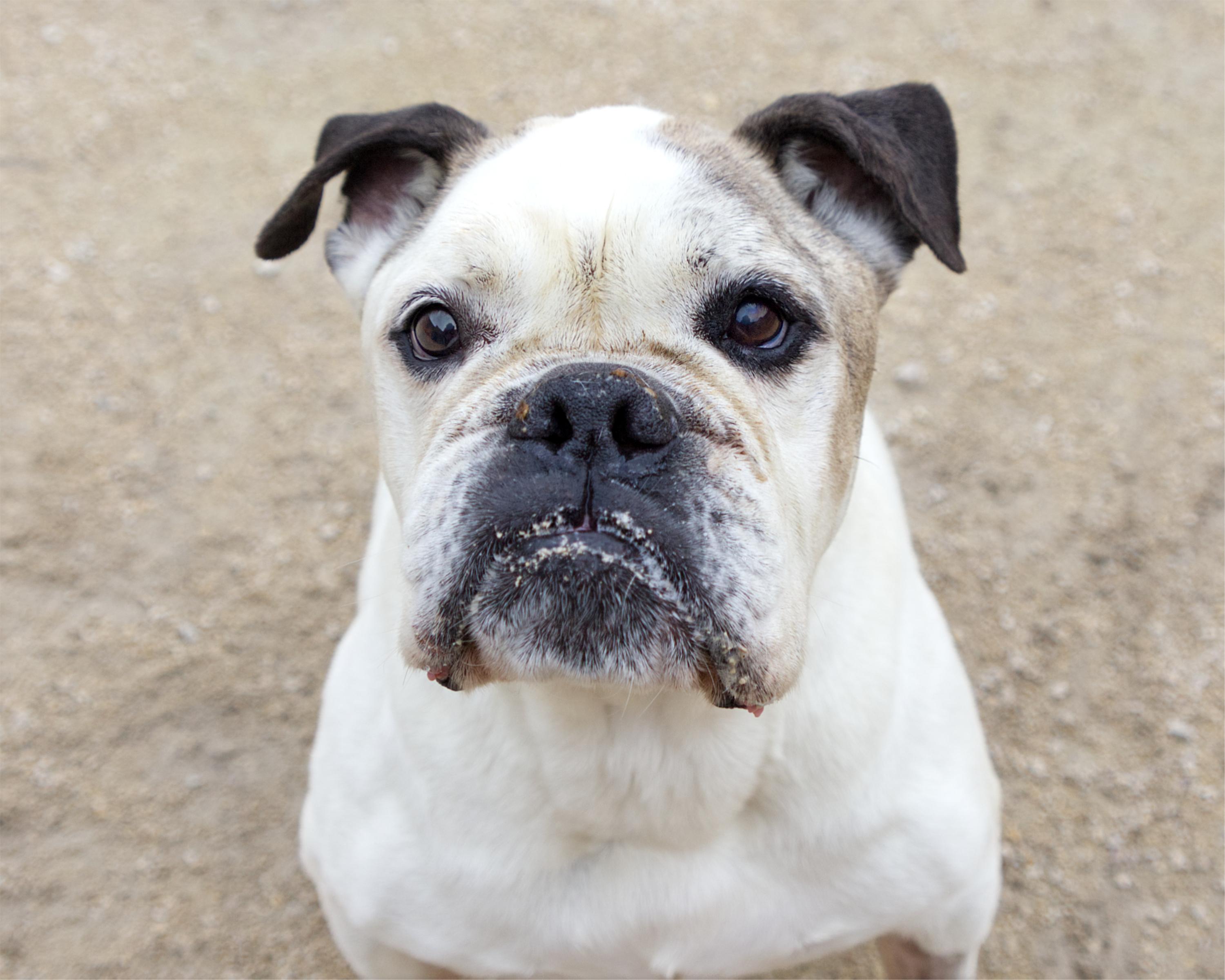 Enlarge Georgie Porgie, a Adoptable mixed breed in Winnipeg, MB image 2/6