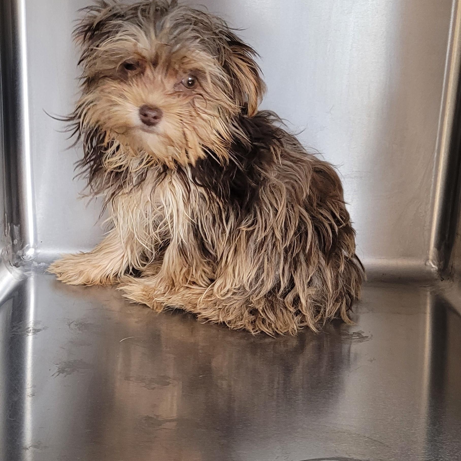 Enlarge BOBBY JO, a ADOPTABLE Yorkshire Terrier in Woodsfield, OH image 1/1