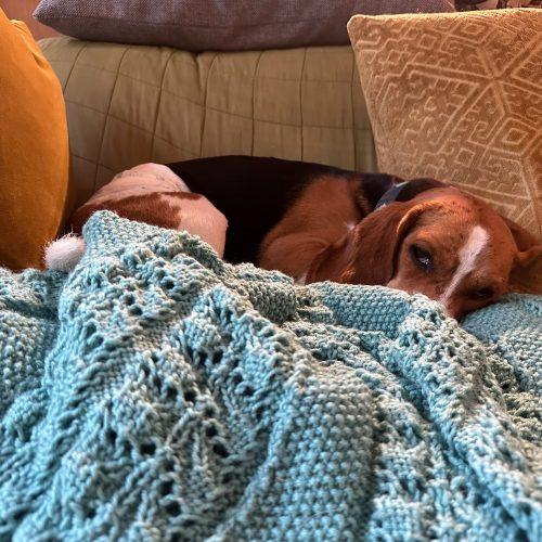Bo, Adoptable, Adult Male Beagle.