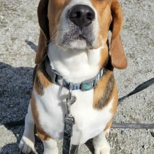 Enlarge Bo, a Adoptable Beagle in Sunderland, ON image 1/5