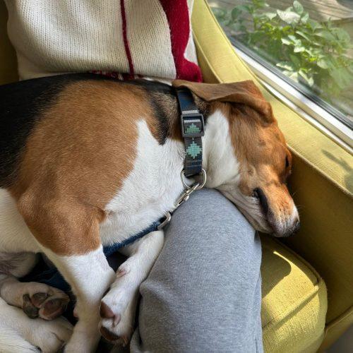 Bo, a Adoptable Beagle in Sunderland, ON image 2/5